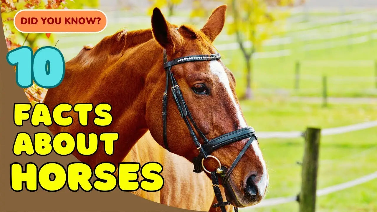 10 Fascinating Facts About Horses You Probably Did Not Know!