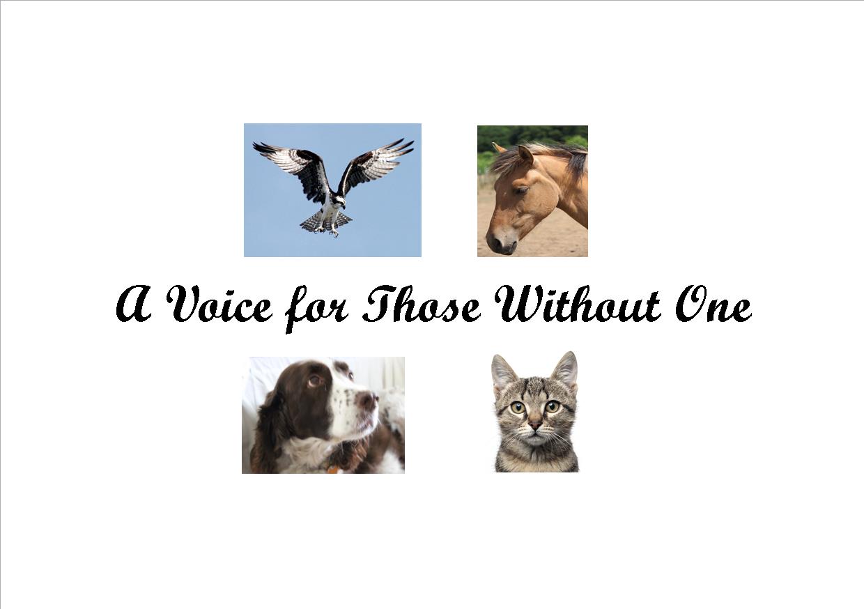 A Voice for Those Without One