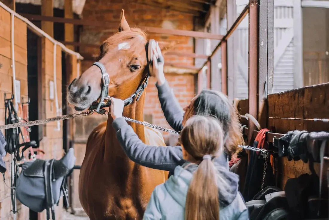 Horse Accessories: A Complete Guide to Essential Tack and Equipment