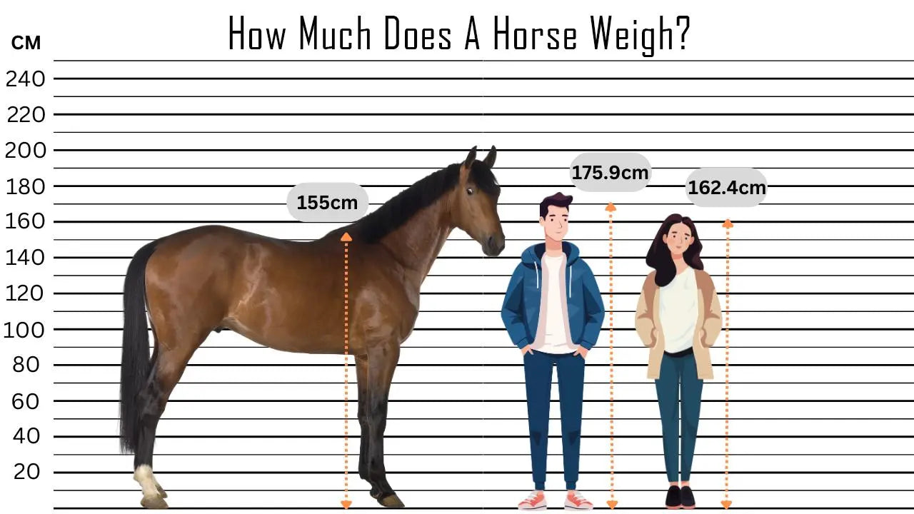 How Much Does A Horse Weigh? - Huntley Equestrian – Huntley Equestrian