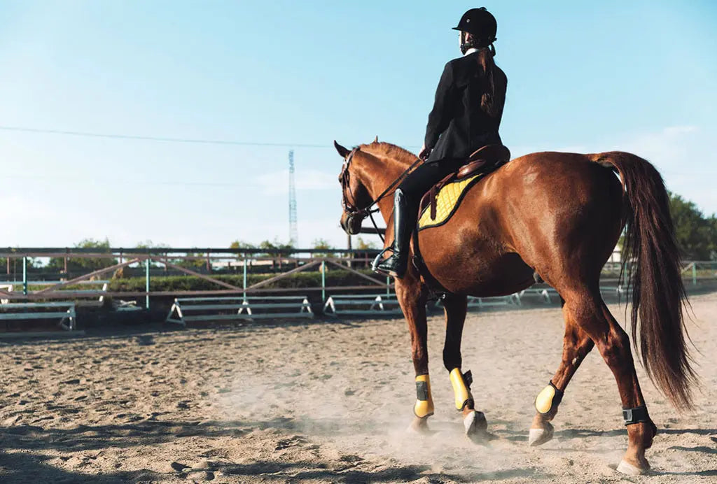 How to Choose Equestrian Jacket That Matches Your Riding Skills