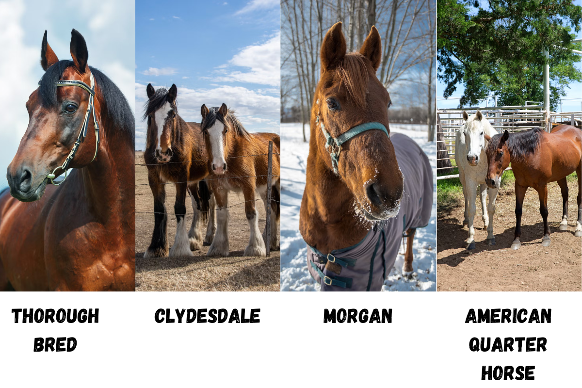 What Are All the Horse Breeds?