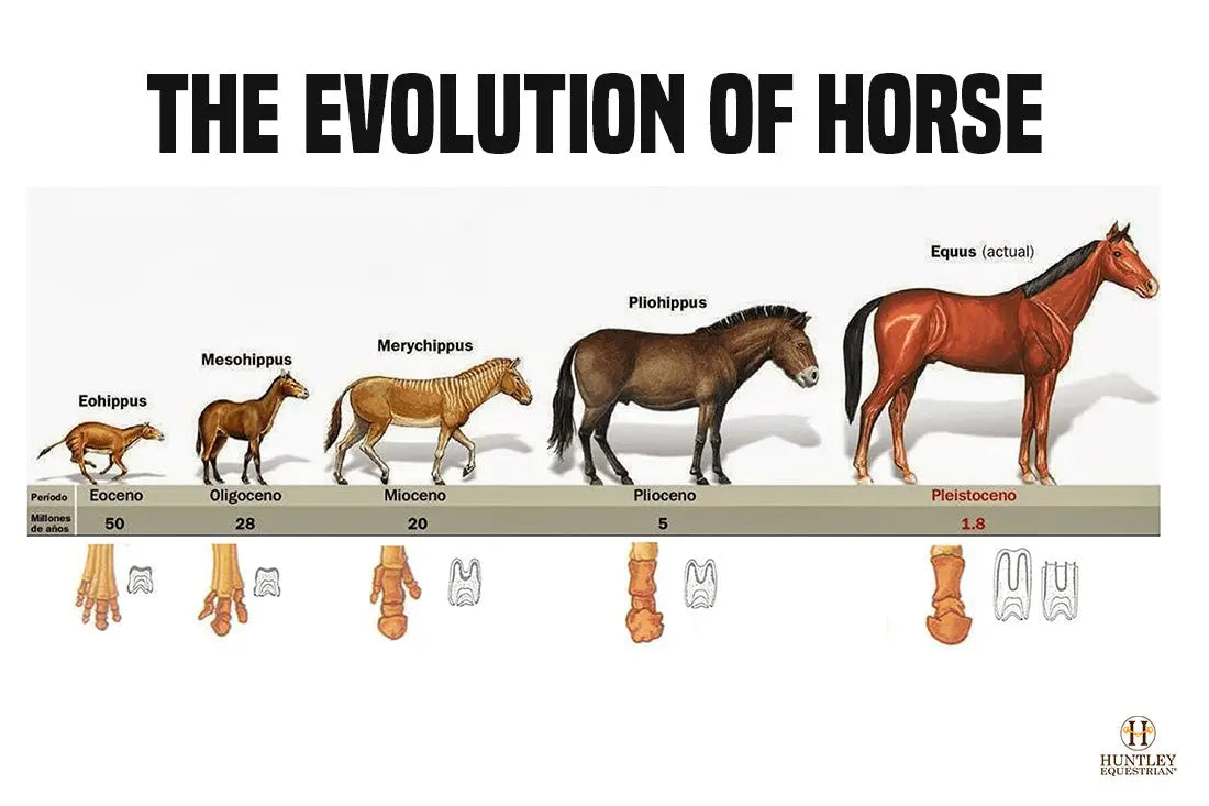 The Evolution of Horse?