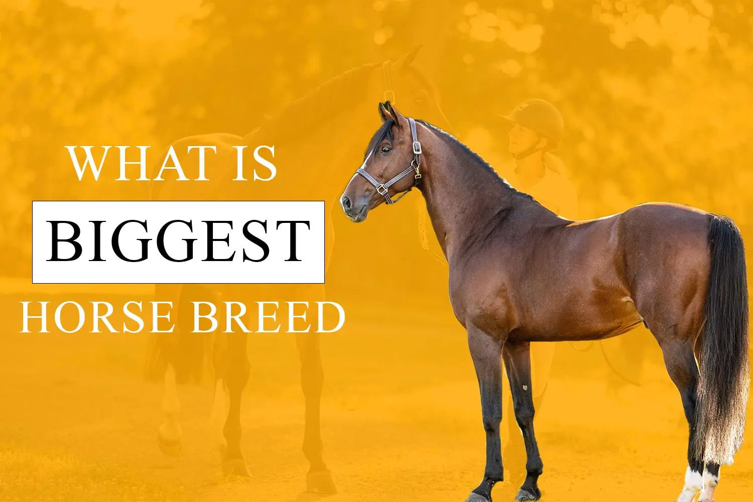 What Is The Biggest Horse Breed?