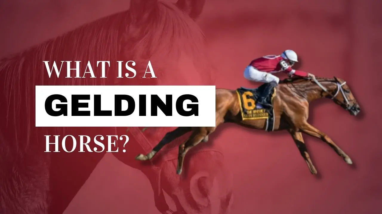 What is a Gelding Horse?