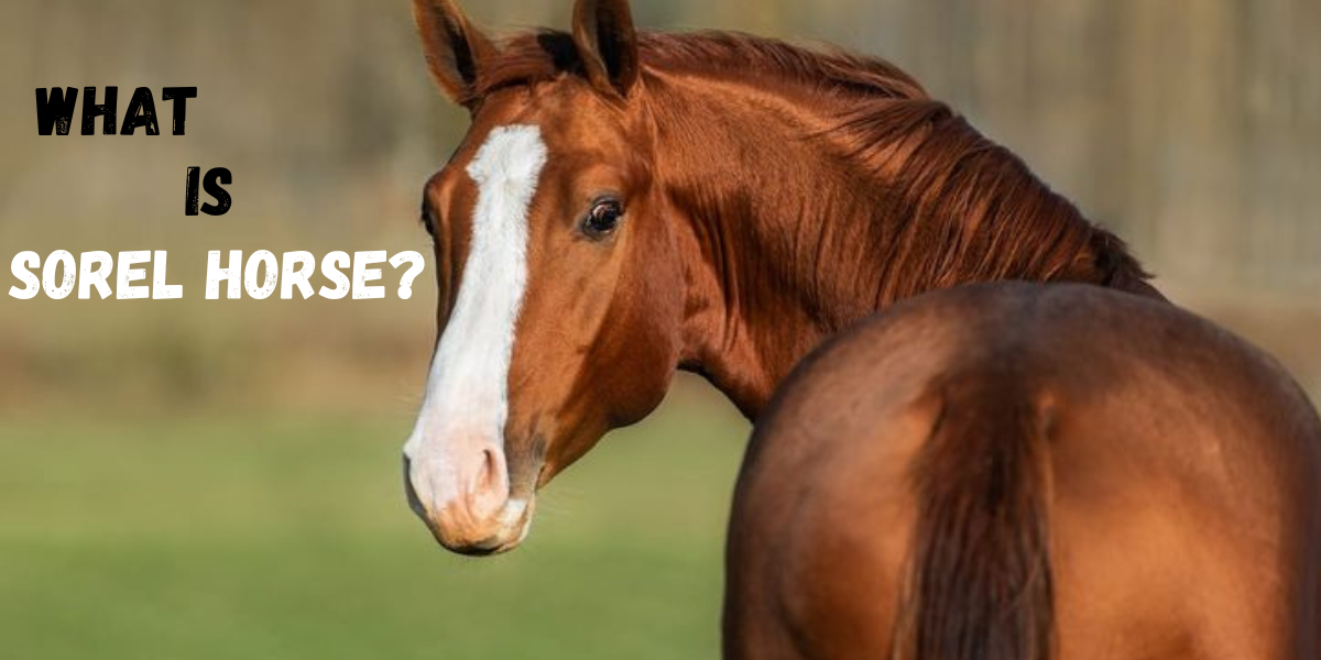What Is a Sorrel Horse?