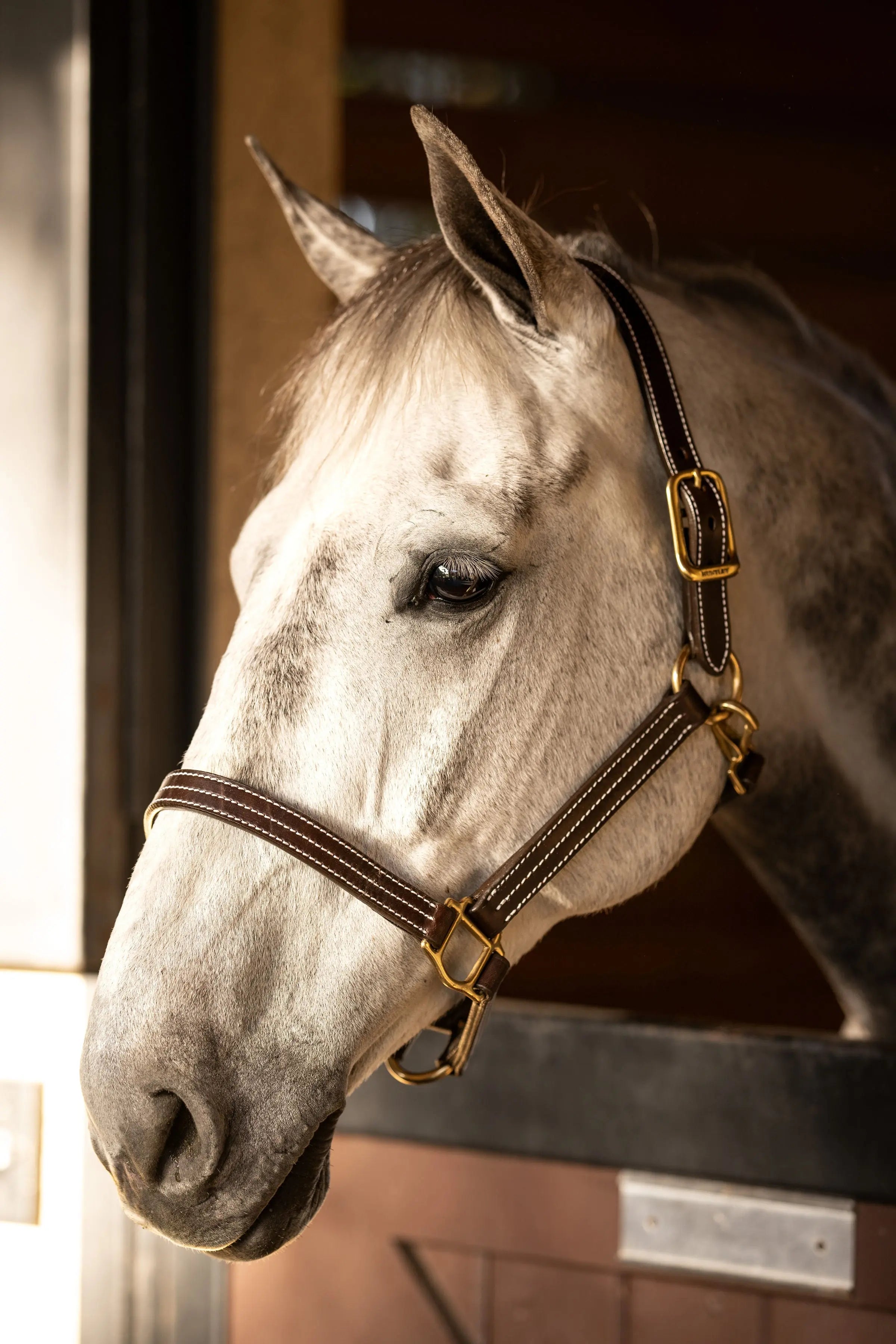 Huntley Equestrian Premium Leather Triple Stitched Halter with Snap - Huntley Equestrian