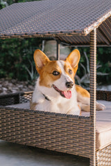 Huntley Pet Rattan Wicker Indoor Outdoor Cabana Raised Pet Bed Huntley Equestrian