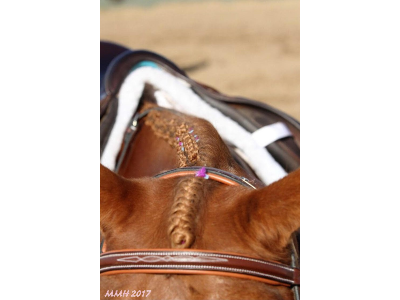 Getting Your Horse Spring Ready
