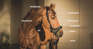 Bridle basics: Types, Materials, and How to Choose the Right One