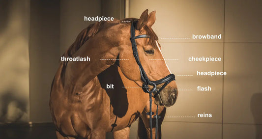 Bridle-basics-Types-Materials-and-How-to-Choose-the-Right-One Huntley Equestrian