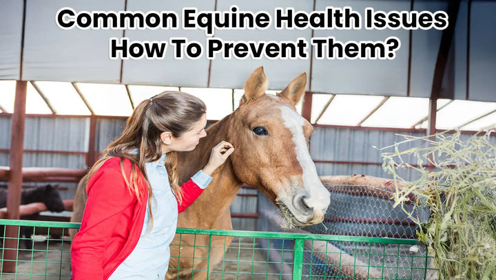 Common Equine Health Issues And How To Prevent Them?