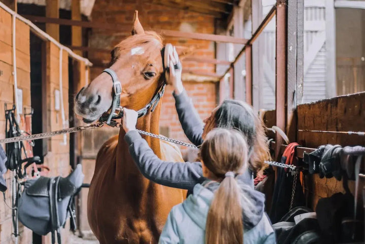 Horse Accessories: A Complete Guide to Essential Tack and Equipment