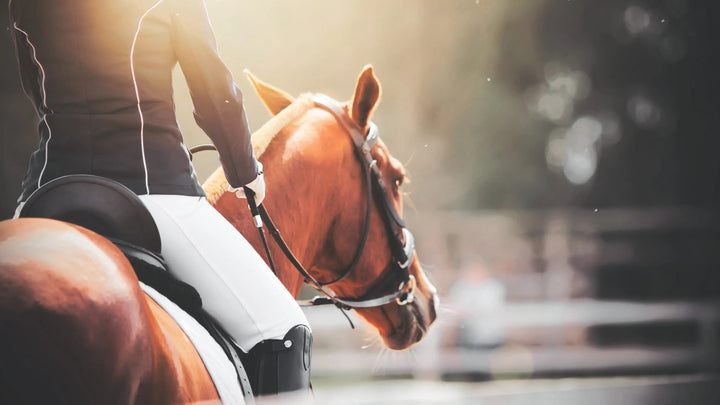 Horseback Riding for Beginners: Everything You Need to Know