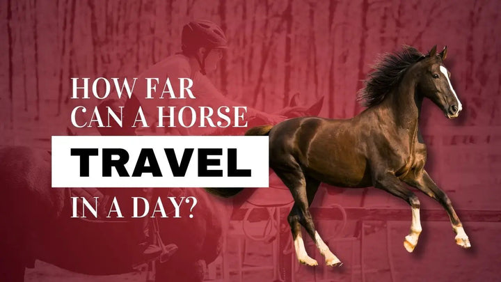 How Far Can A Horse Travel In A Day?