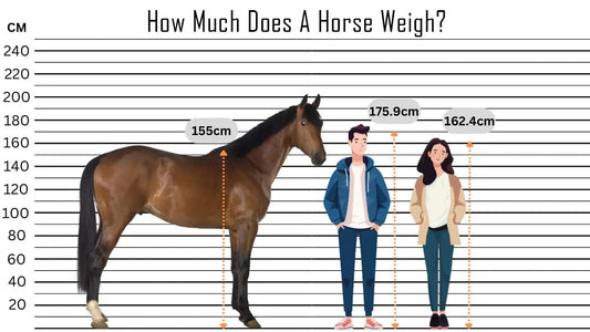 How Much Does A Horse Weigh?