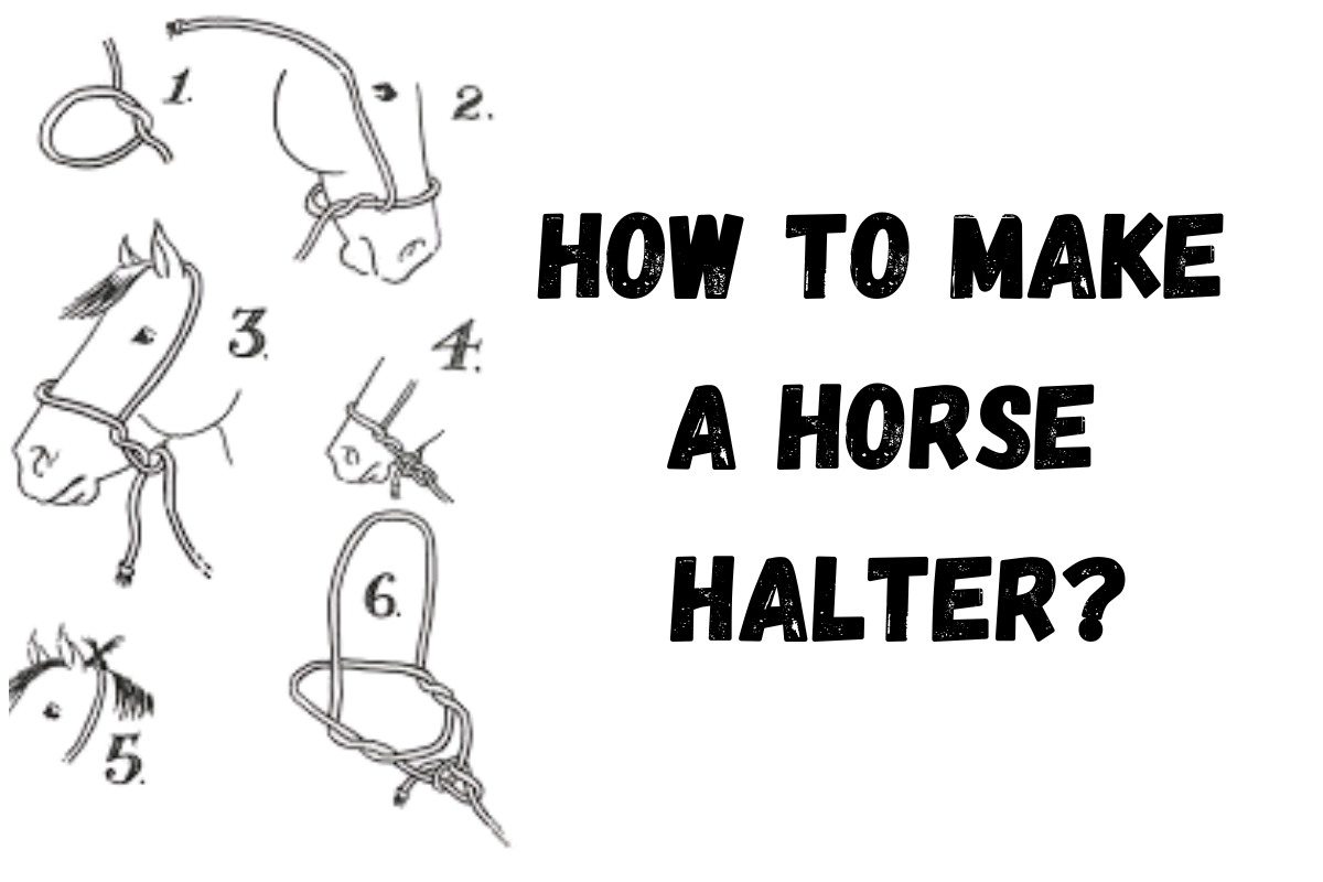 How to Make A Horse Halter?
