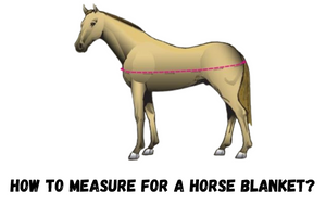 How to Measure for A Horse Blanket?