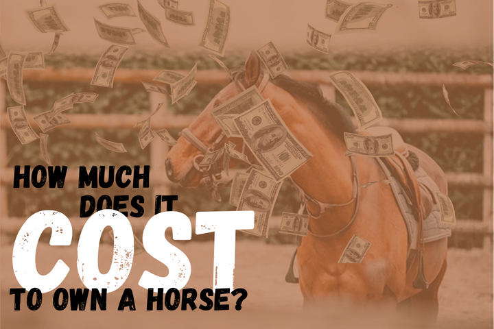 How Much does it Cost to Own a Horse?