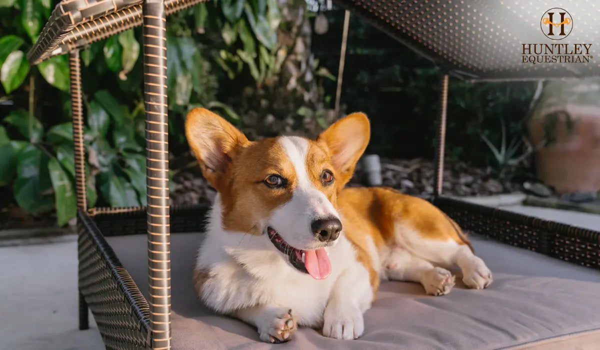 New Dog Essentials Checklist