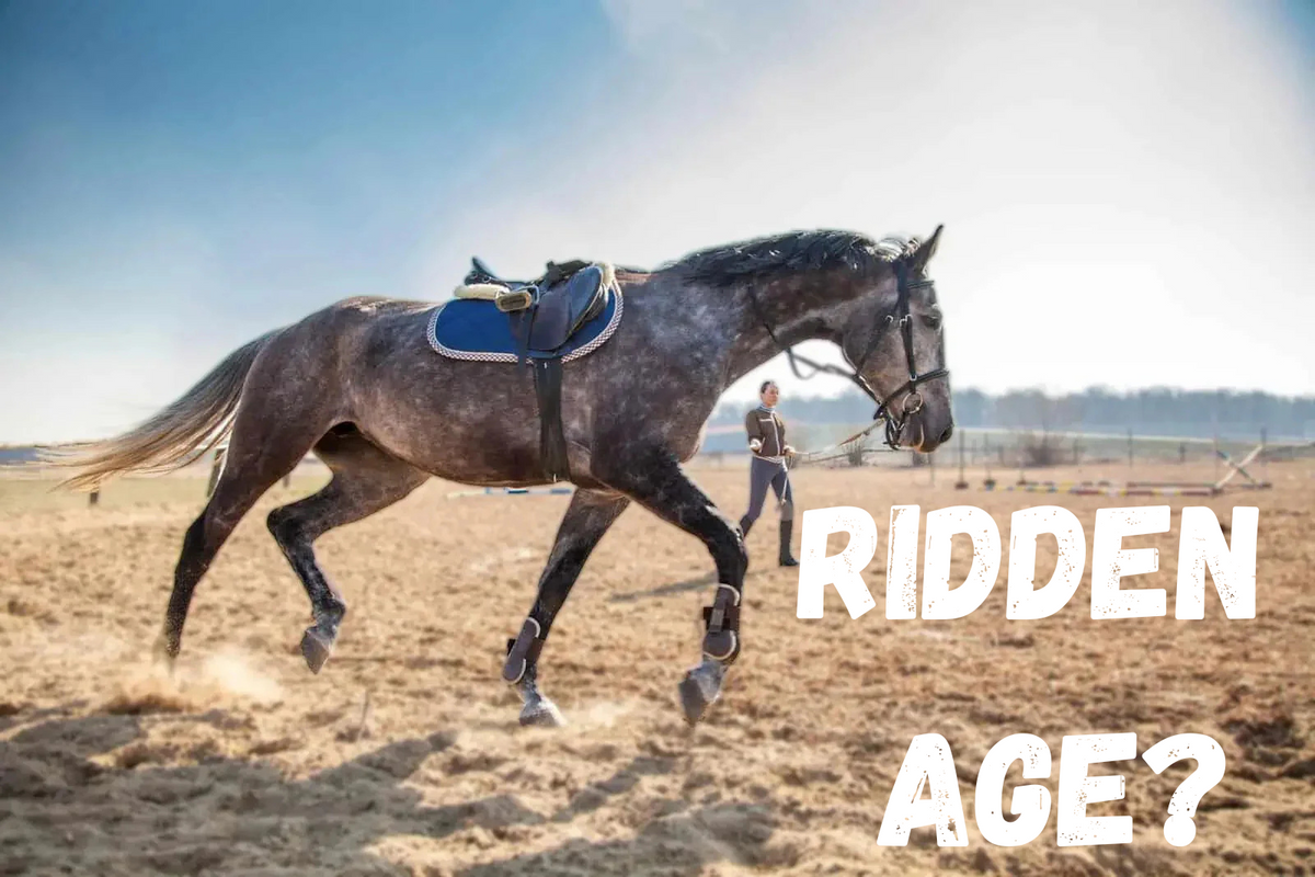 At What Age Can A Horse Be Ridden? - Huntley Equestrian – Huntley ...
