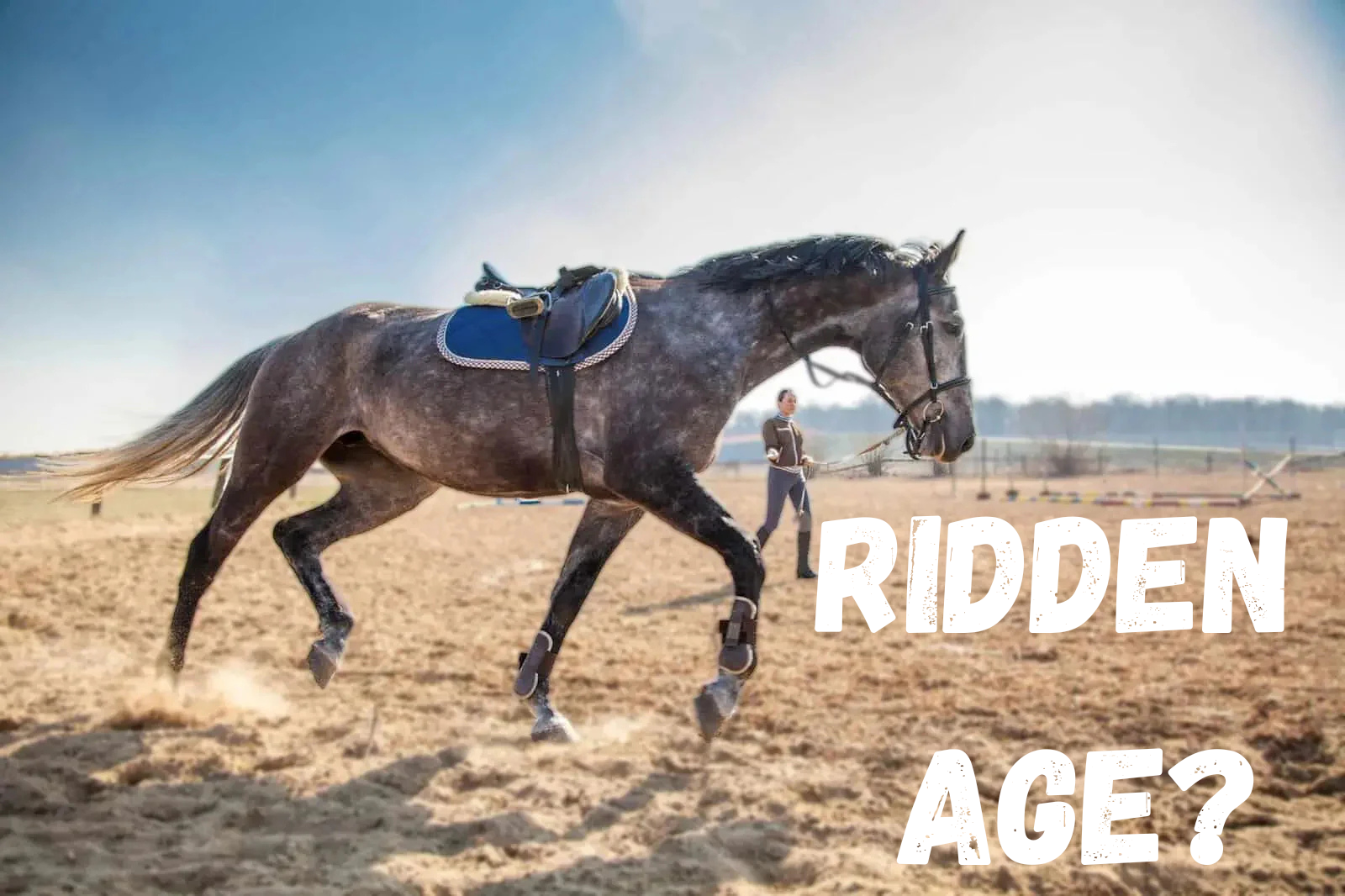 At What Age Can A Horse Be Ridden?