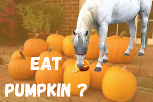 Can A Horse eat Pumpkin?