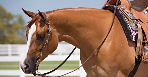 The Role of Curb Reins in Advanced Riding and Horse Training