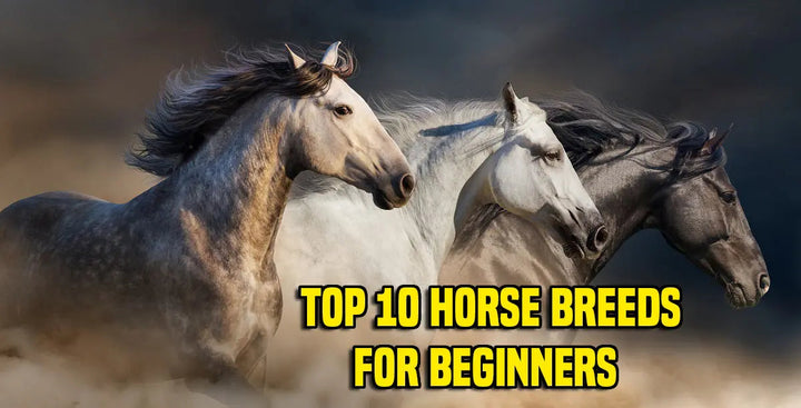 Top 10 horse Breeds for Beginners