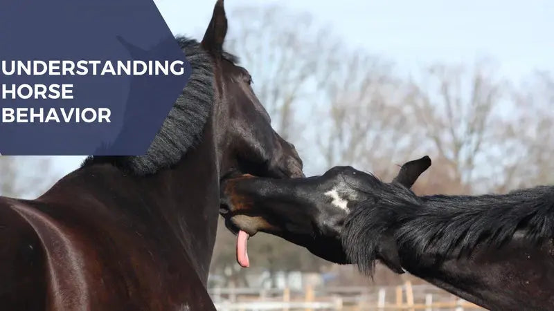 Understanding Their Behavior and Body Language of Horse - Huntley ...