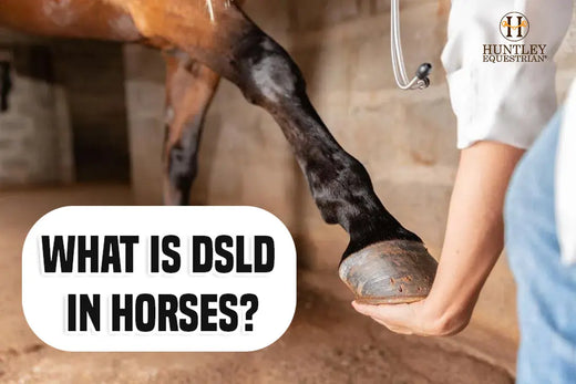 What Is DSLD in Horses?