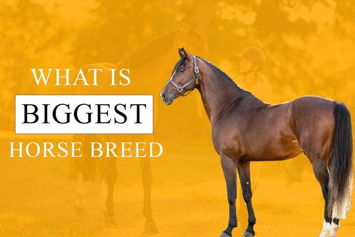 What Is The Biggest Horse Breed?