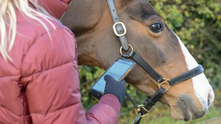 Where to Sell Horse Riding Equipment?