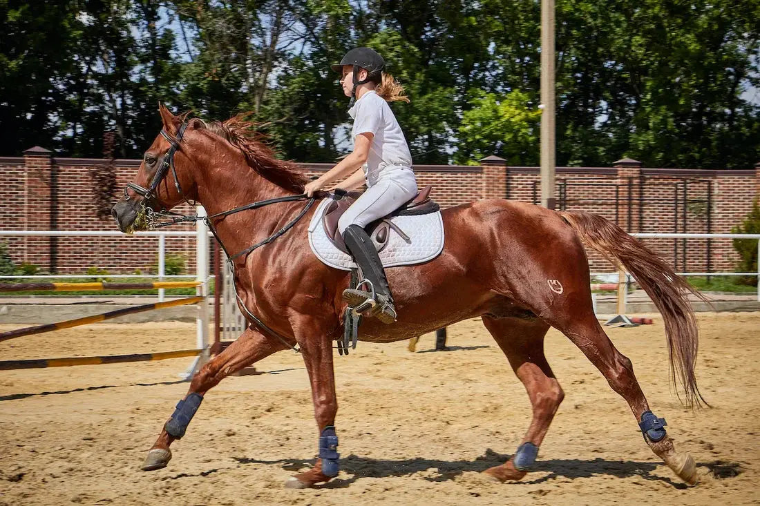 Why Necessary Horse Riding Equipment?