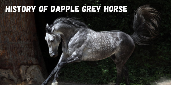 Dapple Grey Horse