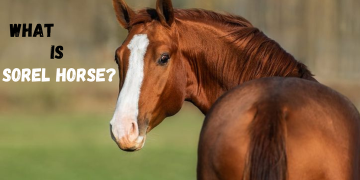 What Is a Sorrel Horse?