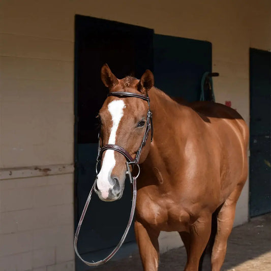 Huntley Equestrian Sedgwick Fancy Stitched Square Raised Hunter Horse Bridle with Reins Huntley Equestrian