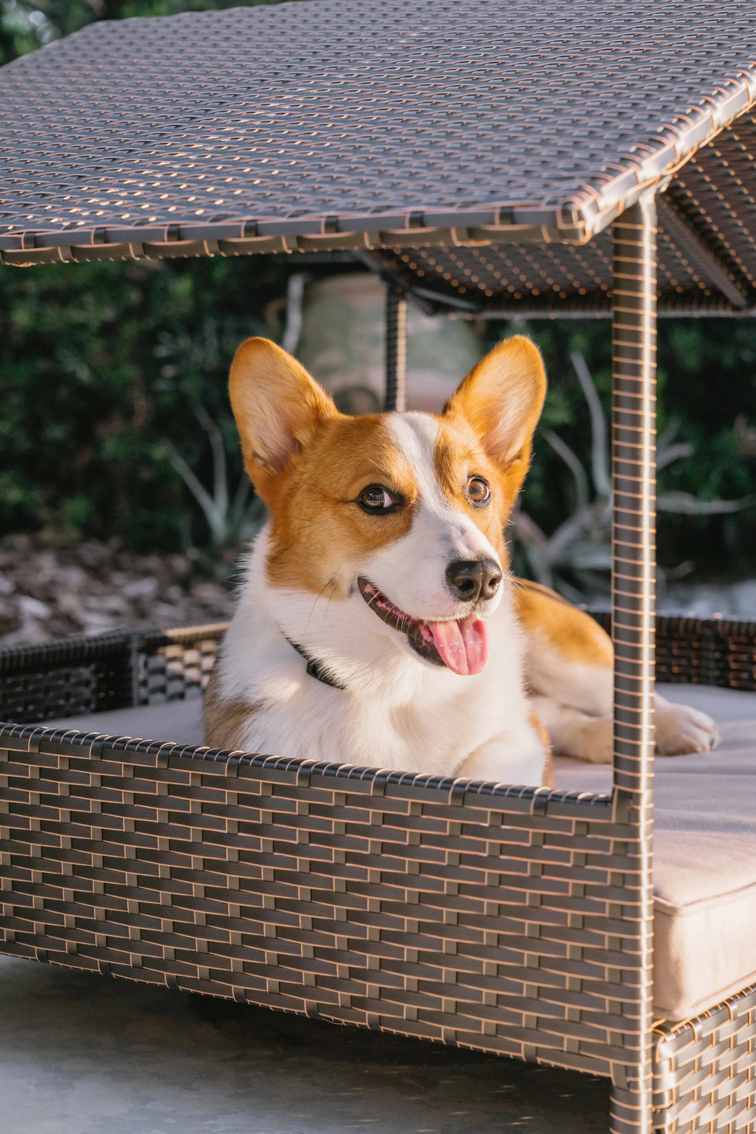 Huntley Pet Rattan Wicker Indoor Outdoor Cabana Raised Pet Bed Huntley Equestrian