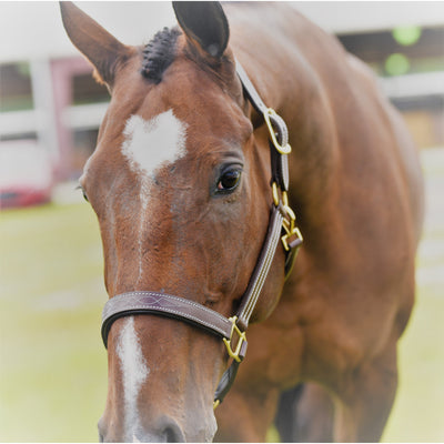 Huntley Equestrian Sedgwick Fancy Stitched Premium Leather Padded Halter - Huntley Equestrian