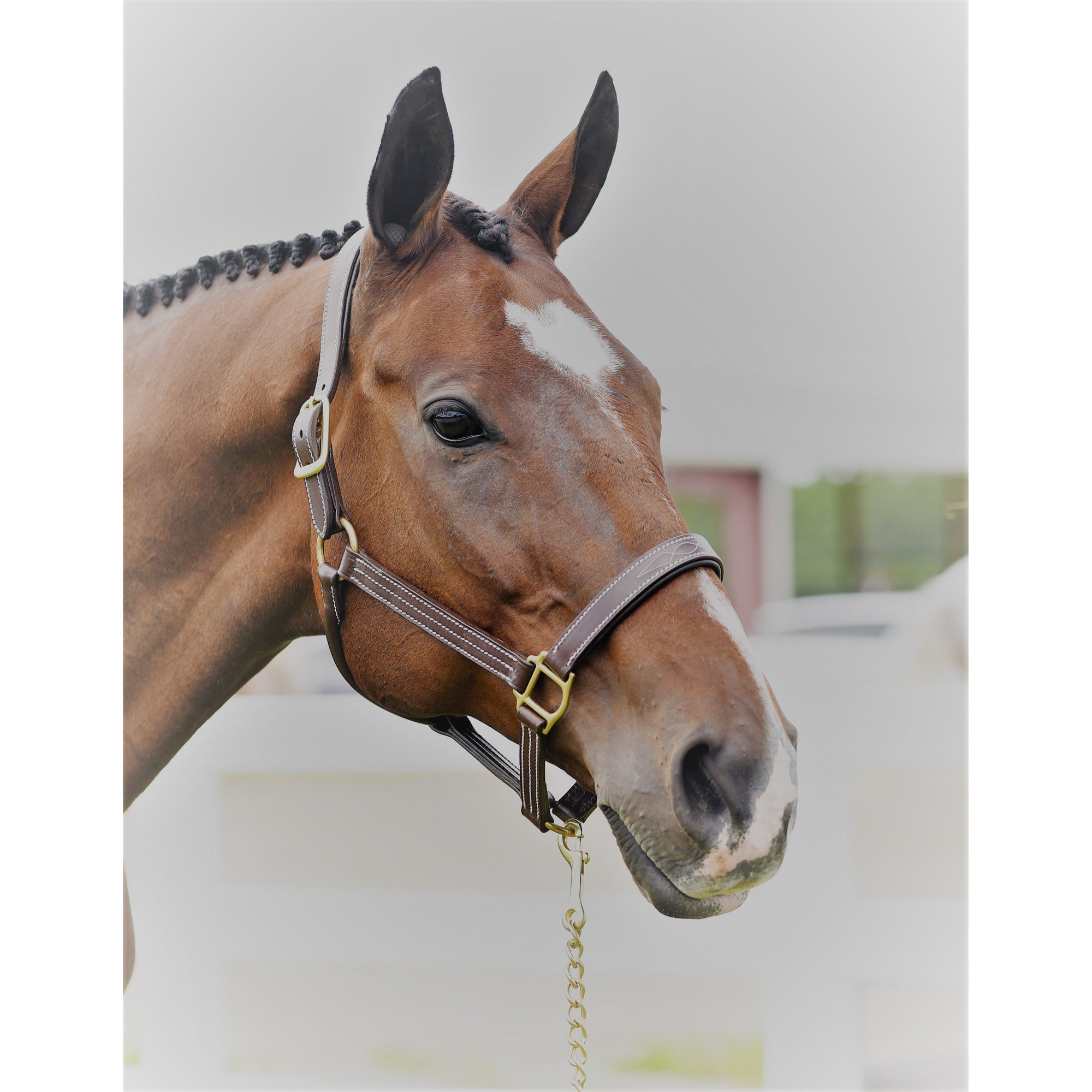 1inch Triple Stitched Halter - Horse