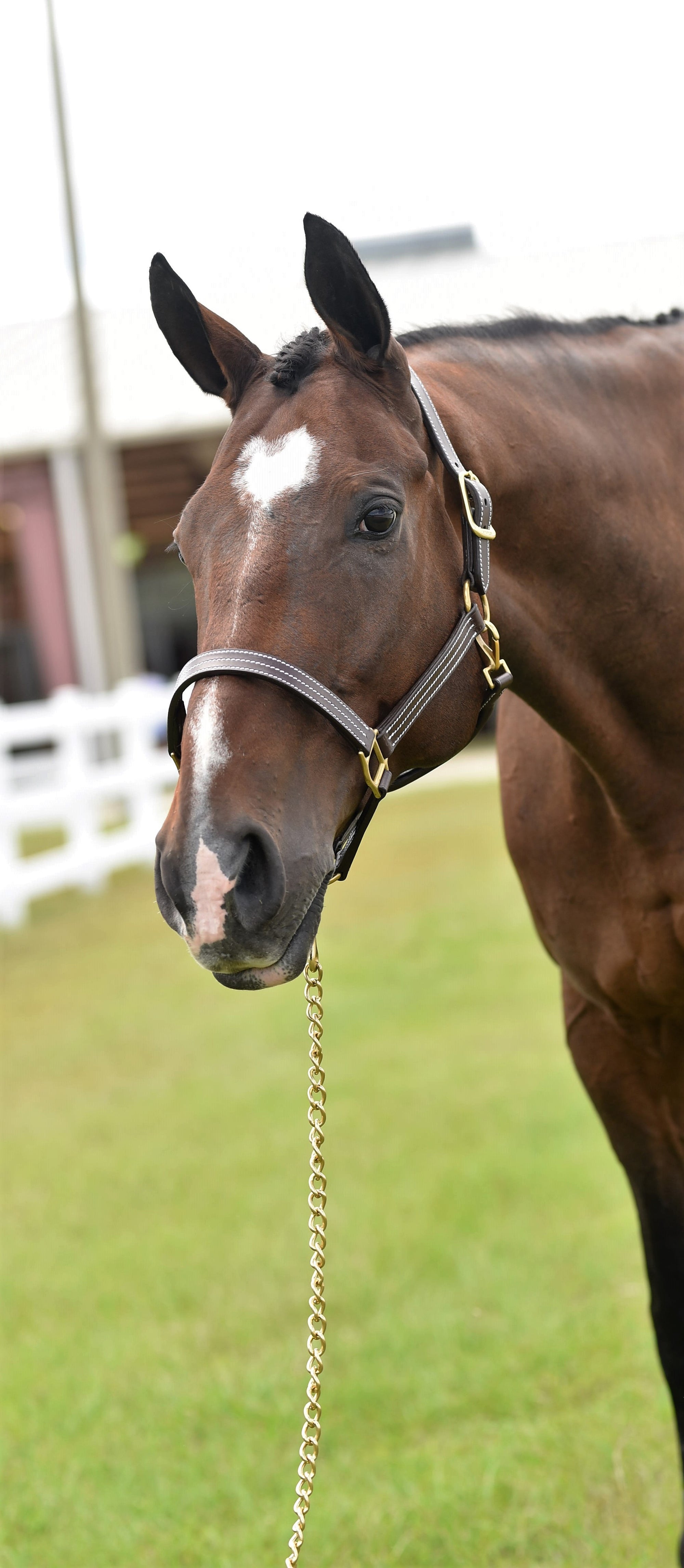 1inch Triple Stitched Halter - Horse