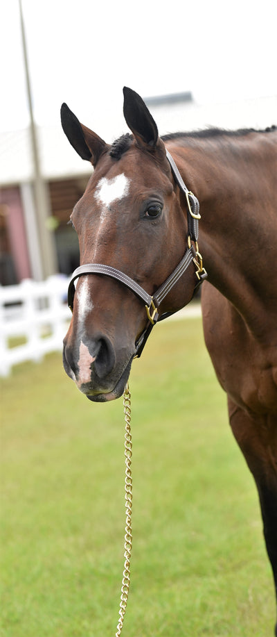 Huntley Equestrian Sedgwick Premium Leather Triple Stitched Halter with Snap - Huntley Equestrian