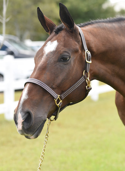 Huntley Equestrian Sedgwick Premium Leather Triple Stitched Halter with Snap - Huntley Equestrian